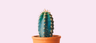 Cactus Plant